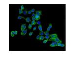 AMPK Beta-2 Antibody in Immunocytochemistry (ICC/IF)