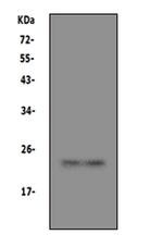 PrP Antibody in Western Blot (WB)