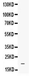 PROK1 Antibody in Western Blot (WB)