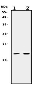 PROK1 Antibody in Western Blot (WB)