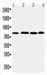 PROX1 Antibody in Western Blot (WB)