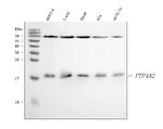 PTP4A2 Antibody in Western Blot (WB)