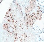 PTP1B Antibody in Immunohistochemistry (Frozen) (IHC (F))