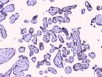 PTP1B Antibody in Immunohistochemistry (Paraffin) (IHC (P))