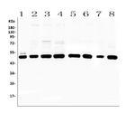 PTP1B Antibody in Western Blot (WB)