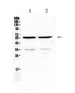 PTP1B Antibody in Western Blot (WB)