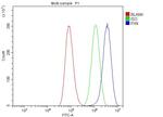 Paxillin Antibody in Flow Cytometry (Flow)