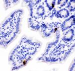 PYY Antibody in Immunohistochemistry (Paraffin) (IHC (P))