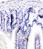 PYY Antibody in Immunohistochemistry (Paraffin) (IHC (P))