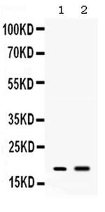 PYY Antibody in Western Blot (WB)