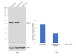 RAB10 Antibody