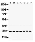 RALA Antibody in Western Blot (WB)