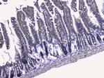 RALBP1 Antibody in Immunohistochemistry (Paraffin) (IHC (P))