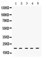 RAP1A Antibody in Western Blot (WB)