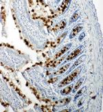 RBL1 Antibody in Immunohistochemistry (Paraffin) (IHC (P))