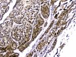 RBP4 Antibody in Immunohistochemistry (Paraffin) (IHC (P))