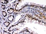 c-Rel Antibody in Immunohistochemistry (Paraffin) (IHC (P))