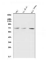 c-Rel Antibody in Western Blot (WB)