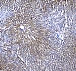 Regucalcin Antibody in Immunohistochemistry (Paraffin) (IHC (P))