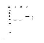 Regucalcin Antibody in Western Blot (WB)