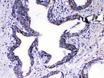 Relaxin 1 Antibody in Immunohistochemistry (Paraffin) (IHC (P))