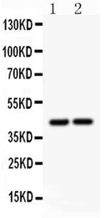 RUNX3 Antibody in Western Blot (WB)