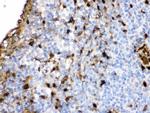 S100A9 Antibody in Immunohistochemistry (Paraffin) (IHC (P))