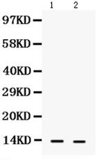 S100A9 Antibody in Western Blot (WB)