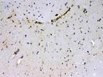 Sacsin Antibody in Immunohistochemistry (Paraffin) (IHC (P))