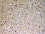 Sacsin Antibody in Immunohistochemistry (Paraffin) (IHC (P))