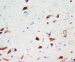 SCG3 Antibody in Immunohistochemistry (Paraffin) (IHC (P))