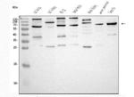 SCG3 Antibody in Western Blot (WB)