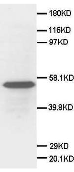 SCG3 Antibody in Western Blot (WB)