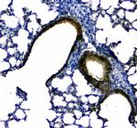 Uteroglobin Antibody in Immunohistochemistry (Paraffin) (IHC (P))