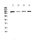 SCRIB Antibody in Western Blot (WB)