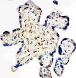 Syndecan 3 Antibody in Immunohistochemistry (Paraffin) (IHC (P))