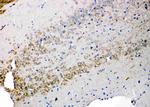 Syndecan 3 Antibody in Immunohistochemistry (Paraffin) (IHC (P))