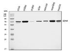 SDHA Antibody in Western Blot (WB)