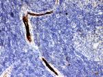 alpha-1 Antitrypsin Antibody in Immunohistochemistry (Paraffin) (IHC (P))