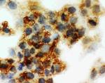 SERPINA6 Antibody in Immunocytochemistry (ICC/IF)