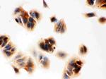 Maspin Antibody in Immunocytochemistry (ICC/IF)