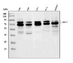 SF1 Antibody in Western Blot (WB)