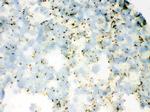 SFTPA1/SFTPA2 Antibody in Immunohistochemistry (Frozen) (IHC (F))