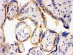 SFTPD Antibody in Immunohistochemistry (Frozen) (IHC (F))