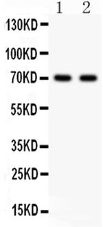 SHBG Antibody in Western Blot (WB)