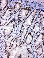 SHC Antibody in Immunohistochemistry (Frozen) (IHC (F))