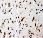 SHC Antibody in Immunohistochemistry (Paraffin) (IHC (P))