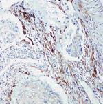 SHC Antibody in Immunohistochemistry (Paraffin) (IHC (P))