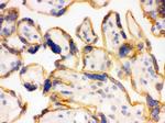 SHC Antibody in Immunohistochemistry (Frozen) (IHC (F))