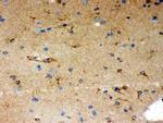 SHC Antibody in Immunohistochemistry (Paraffin) (IHC (P))